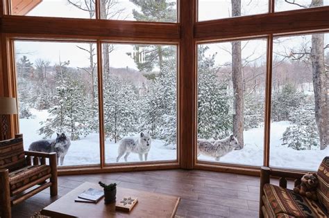 parc omega wolf lodge canada|hotel with wolves outside.